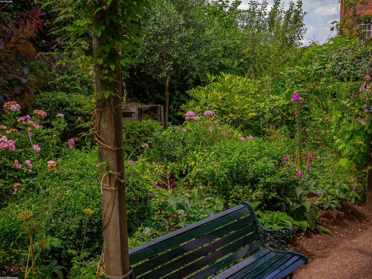Backyard pergola and garden