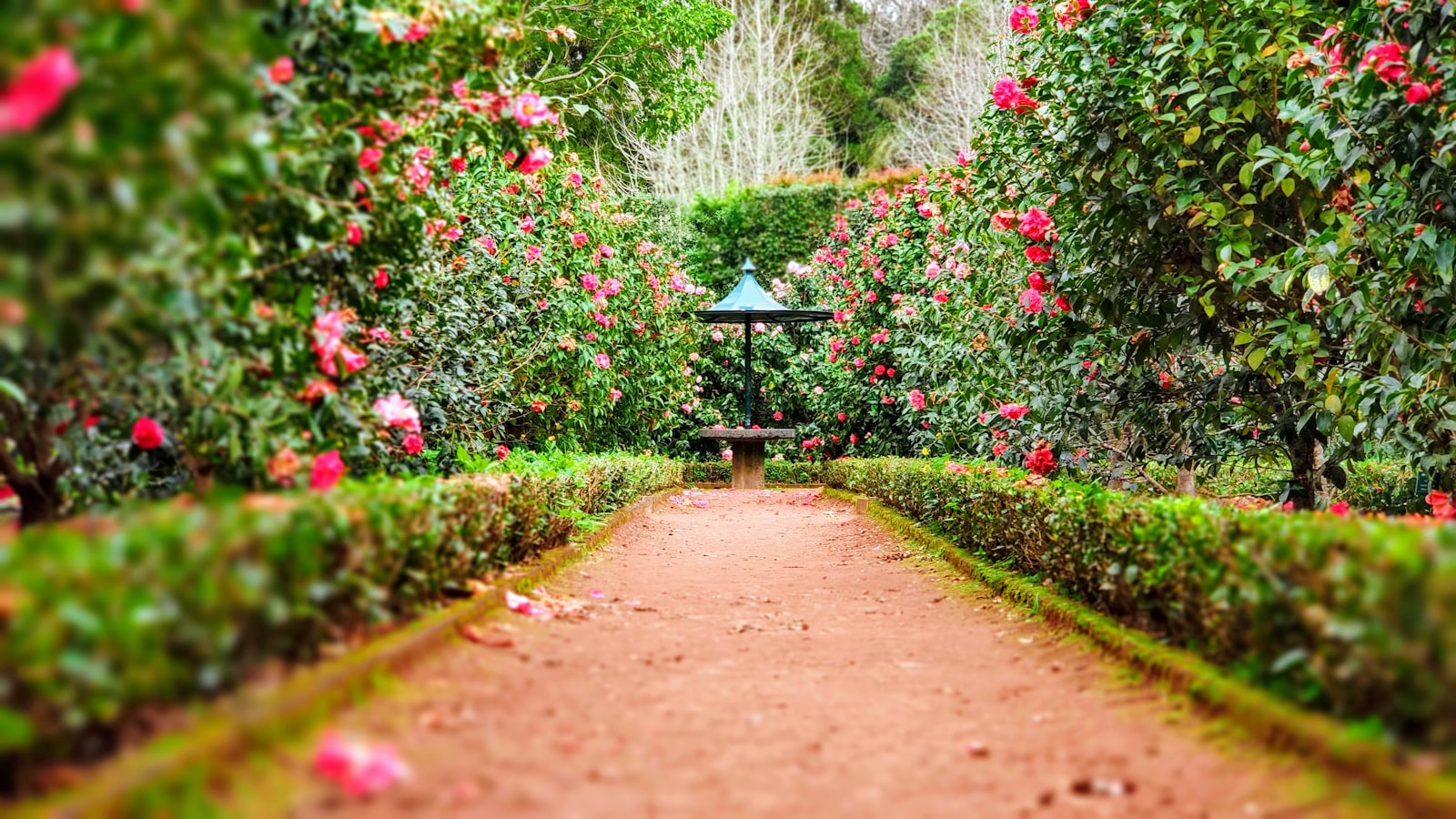 Lush garden path lined with flowers