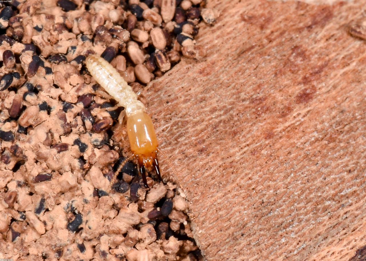 Close-up of a termite
