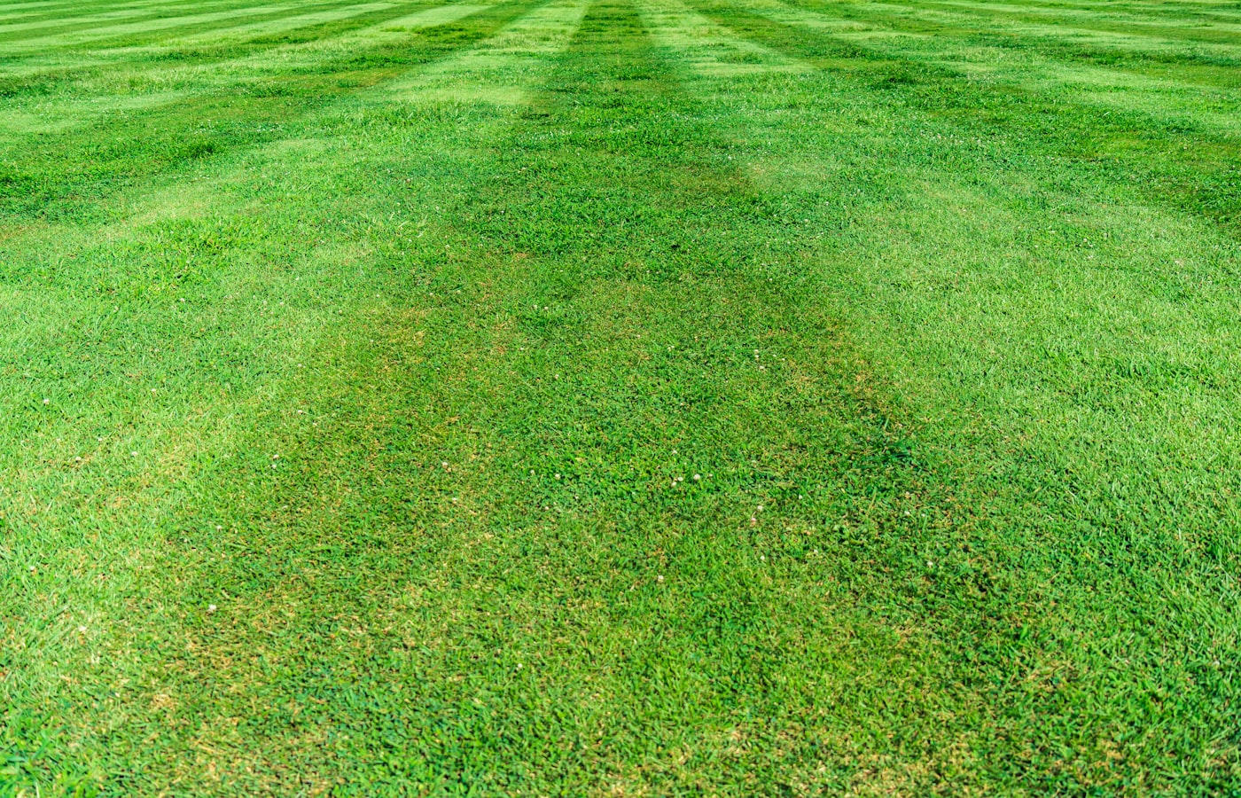 Thick healthy green turf