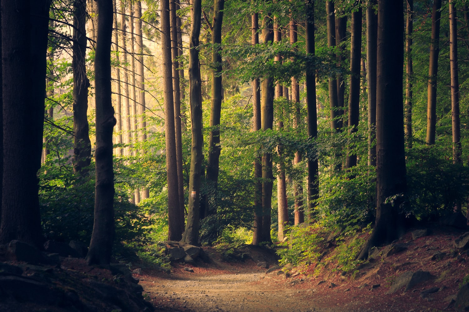 Forest and tall trees