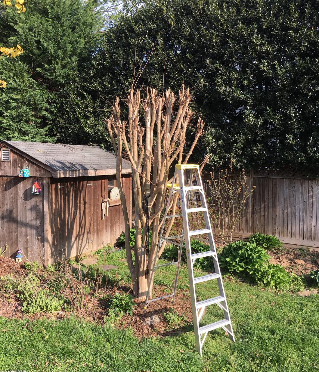 Arborist trimming a tree