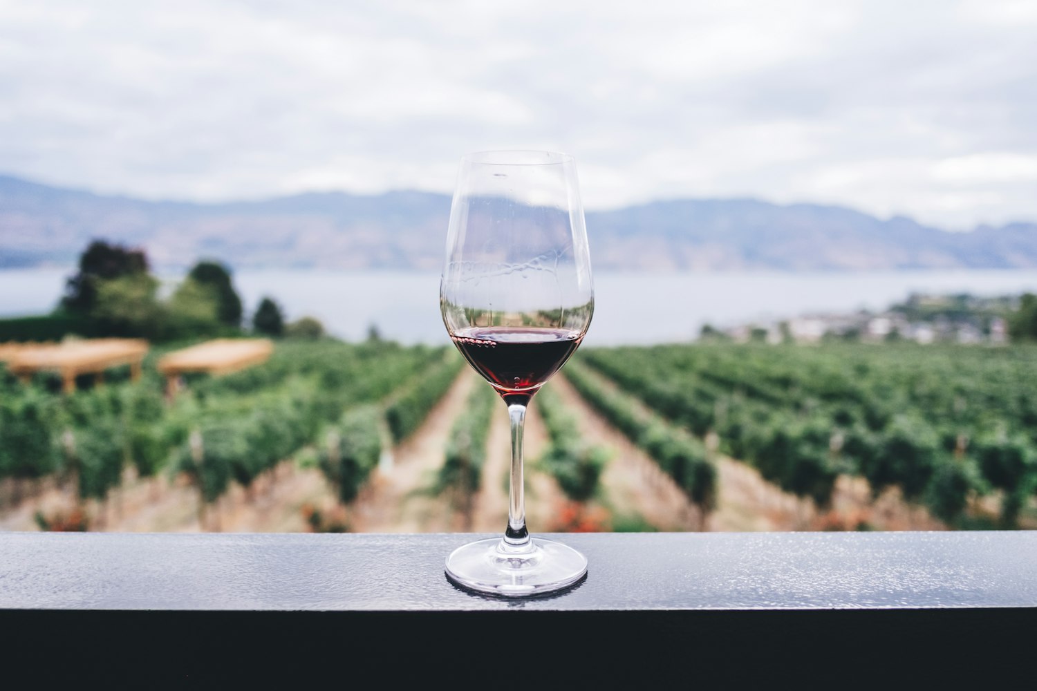 Vineyard rows at The Vinecrest estate at golden hour